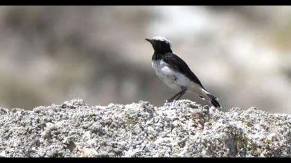 Aksırtlı kuyrukkakan