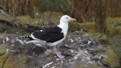 Büyük karasırtlı martı