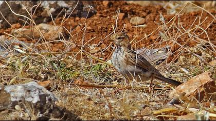 Türkistan çorak toygarı