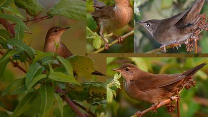 Bataklık kamışçını