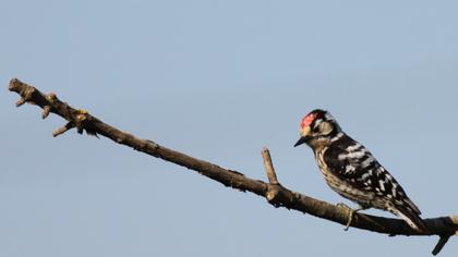 Küçük ağaçkakan