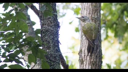 Küçük yeşil ağaçkakan