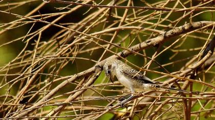 Maskeli örümcekkuşu