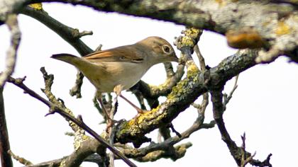 Akgerdanlı ötleğen