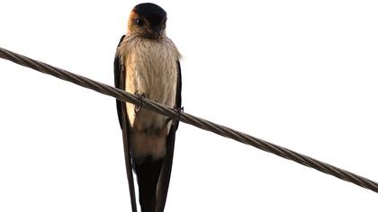 Kızıl kırlangıç