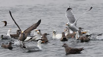 Kuzey gümüş martı