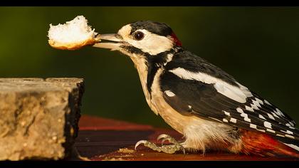 Orman alaca ağaçkakanı