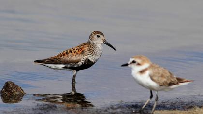 Karakarınlı kumkuşu