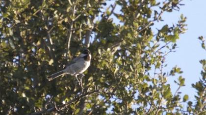 Akyanaklı baştankara
