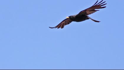 Alpine Chough
