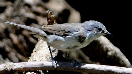 Küçük akgerdanlı ötleğen