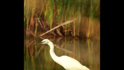 Küçük ak balıkçıl