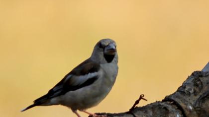 Hawfinch