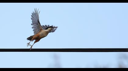 Büyük kaya sıvacısı