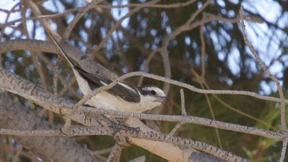 Maskeli örümcekkuşu