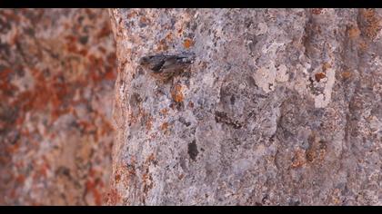 Büyük dağbülbülü