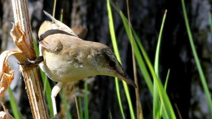 Büyük kamışçın