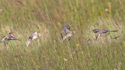 Sarıgagalı ketenkuşu