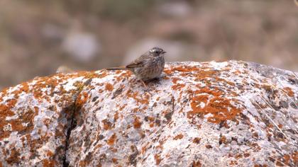 Sürmeli dağbülbülü