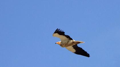 Egyptian Vulture