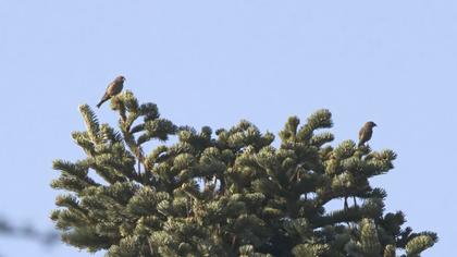 Red Crossbill