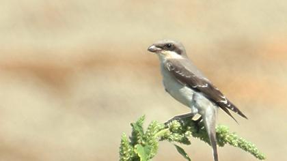 Karaalınlı örümcekkuşu