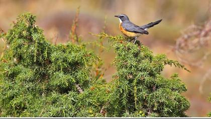 White-throated Robin
