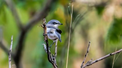 Küçük akgerdanlı ötleğen
