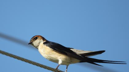 Kızıl kırlangıç