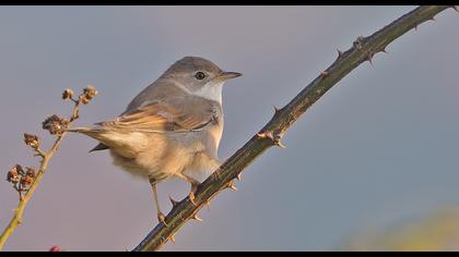 Akgerdanlı ötleğen