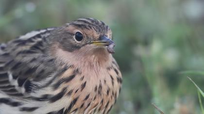 Kızılgerdanlı incirkuşu