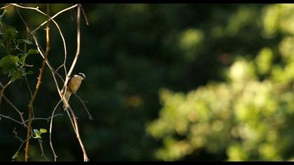 Maskeli örümcekkuşu