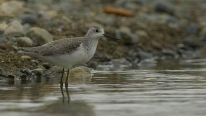Bataklık düdükçünü