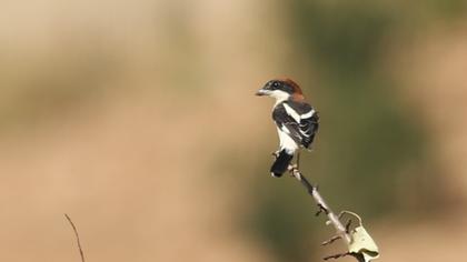 Kızılbaşlı örümcekkuşu