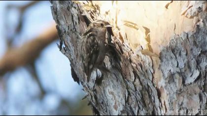 Orman tırmaşıkkuşu