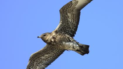 Kütkuyruklu korsanmartı