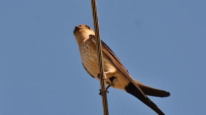 Kızıl kırlangıç