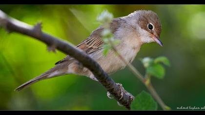 Akgerdanlı ötleğen