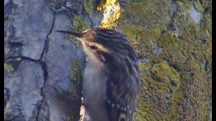 Orman tırmaşıkkuşu