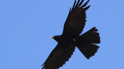 Sarıgagalı dağ kargası