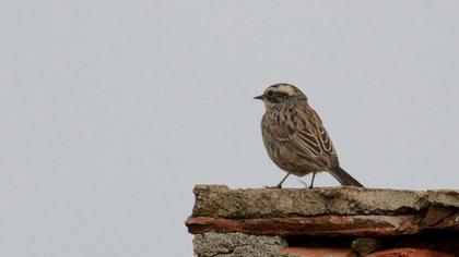 Sürmeli dağbülbülü