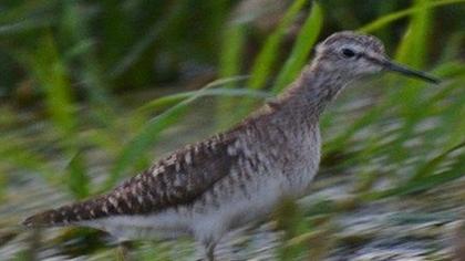 Orman düdükçünü