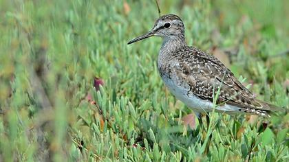 Orman düdükçünü