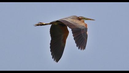 Erguvani balıkçıl