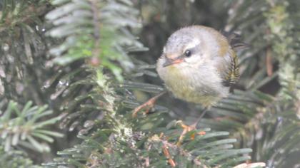 Sürmeli çalıkuşu