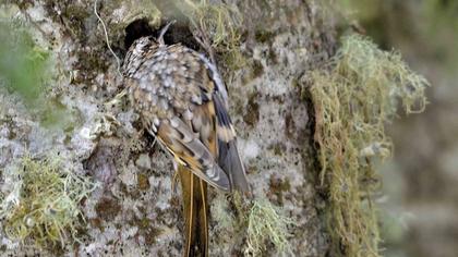 Orman tırmaşıkkuşu