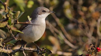 Küçük akgerdanlı ötleğen