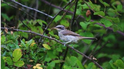 Kızılsırtlı örümcekkuşu