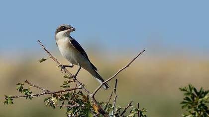 Karaalınlı örümcekkuşu
