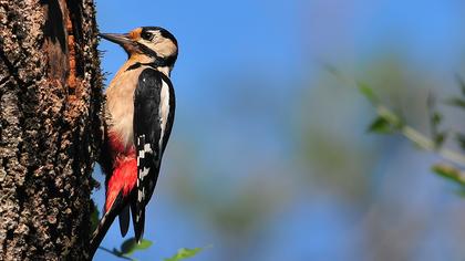 Orman alaca ağaçkakanı